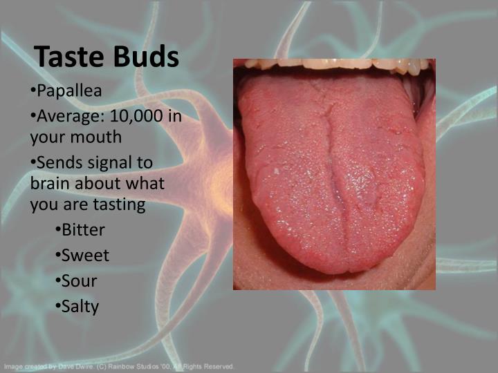 how do you get your taste buds back how do you get your taste buds back