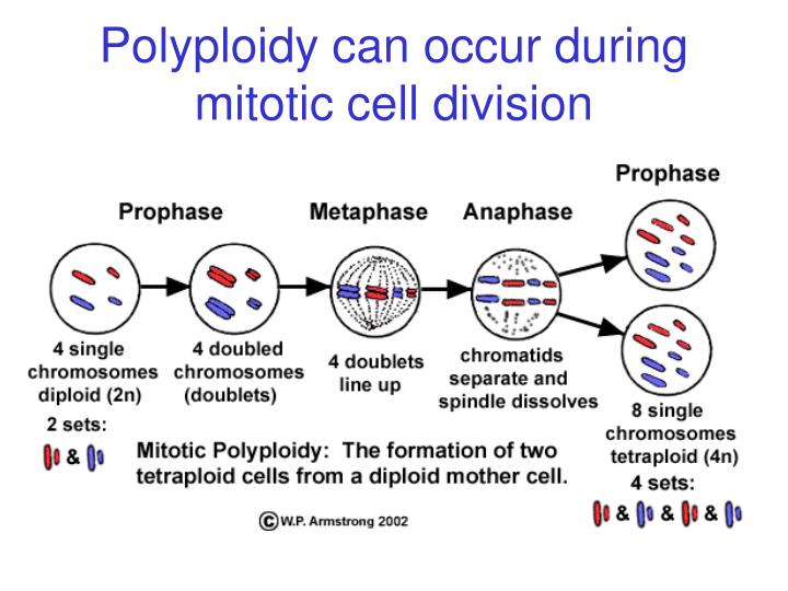 PPT How do new species originate? PowerPoint