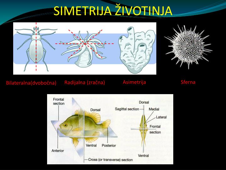 PPT - ZOOLOGIJA INVERTEBRATA PowerPoint Presentation - ID:3770704