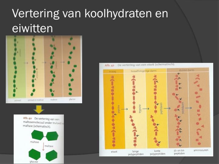 koolhydraten eiwitten
