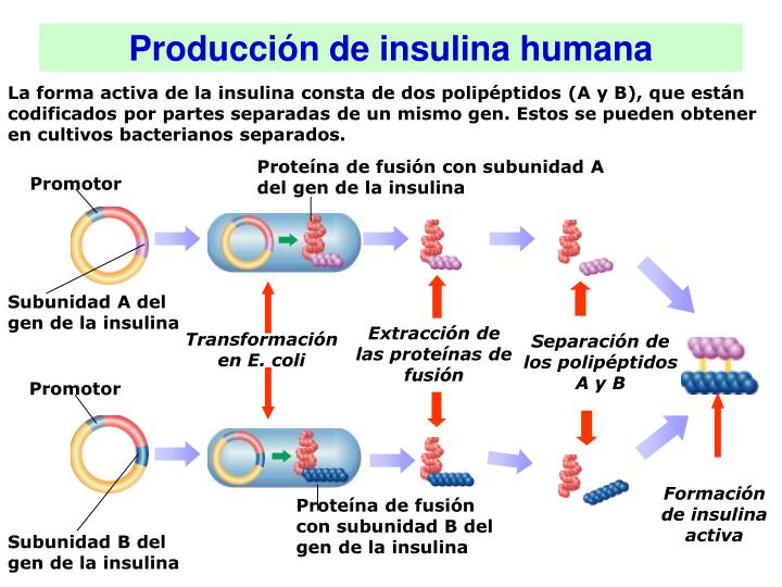 PPT - La ingeniería genética PowerPoint Presentation - ID PPT - La ingeniería genética PowerPoint Presentation - ID