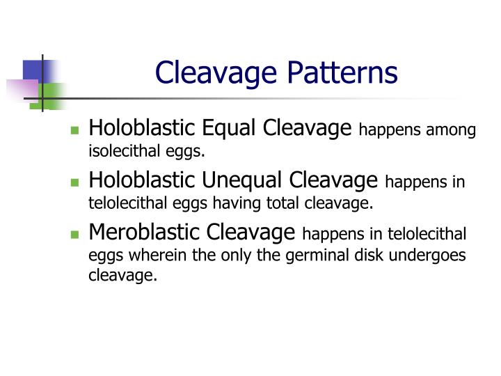 PPT COMPARATIVE VERTEBRATE ANATOMY LECTURE PowerPoint Presentation