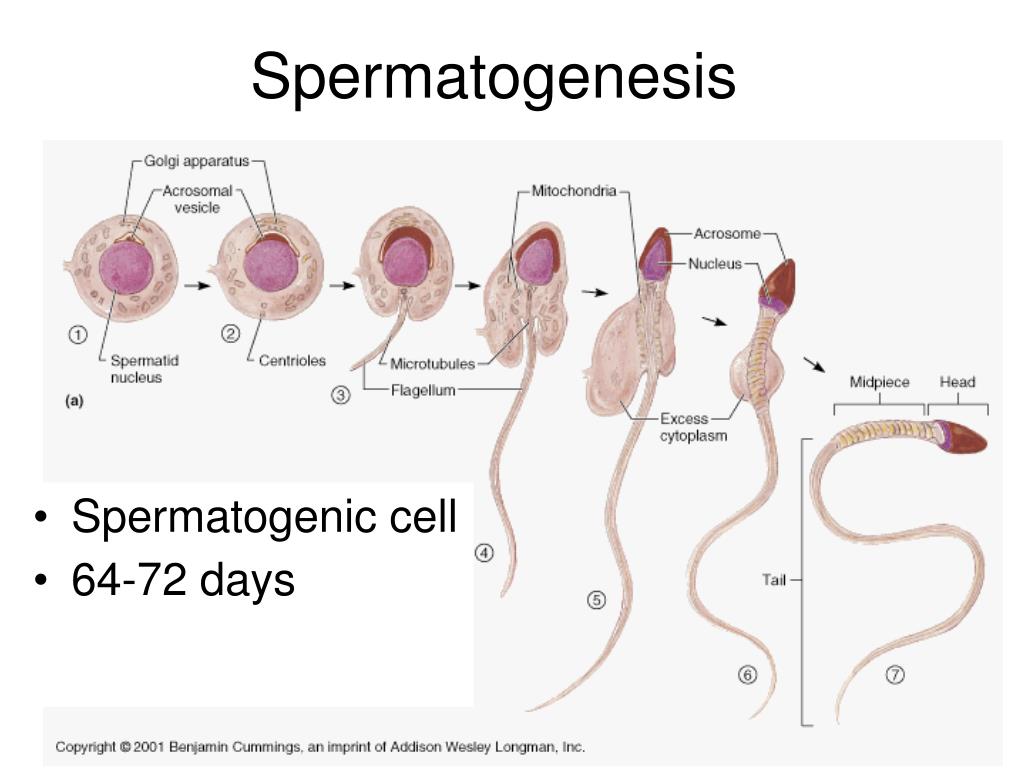 How a spermatid differs from a sperm cell