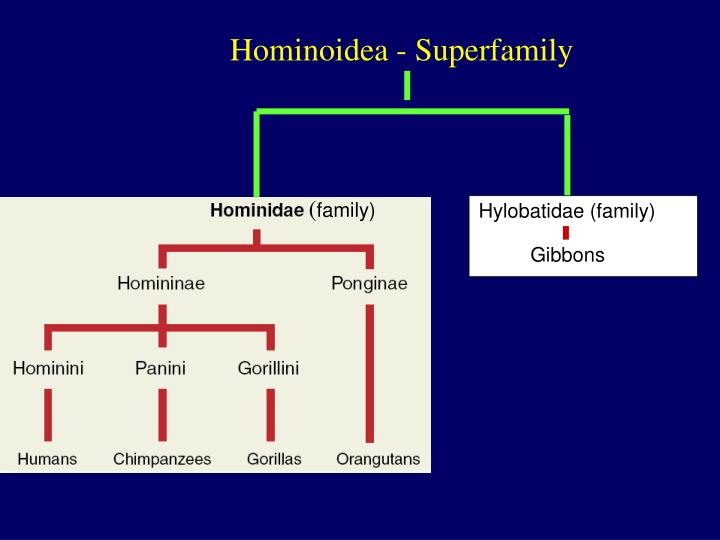 superfamily hominoidea