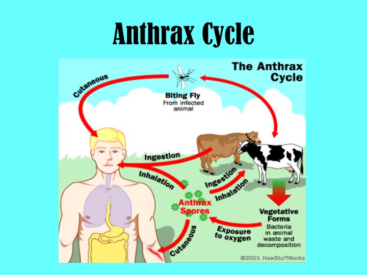 anthrax mailings timeline anthrax mailings timeline
