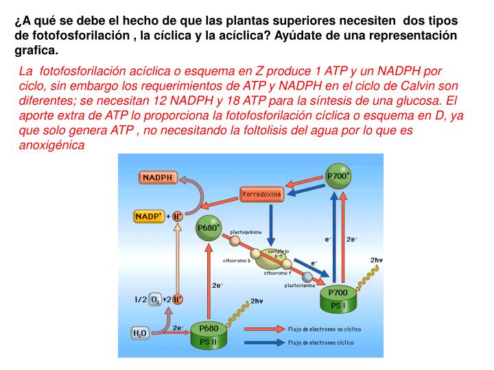 Ppt Tema 8b El Metabolismo Anabolismo Powerpoint Presentation Id 48384 Hot Sex Picture 1780