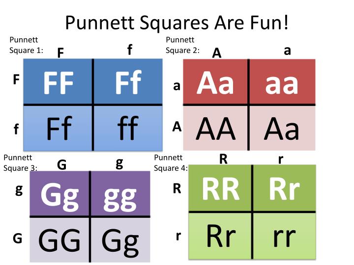 dihybrid-punnett-square-homozygous-genetics-mcat-biology-punnett-square-showing-a-dihybrid