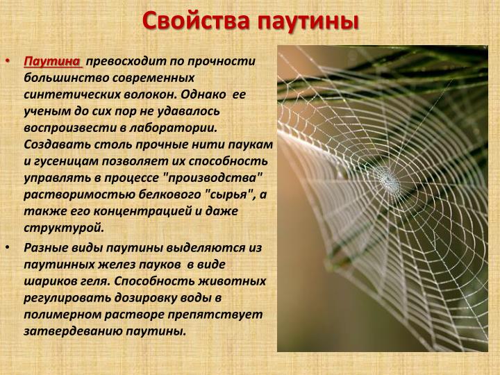Где плетет паутину паук Где плетет паутину паук
