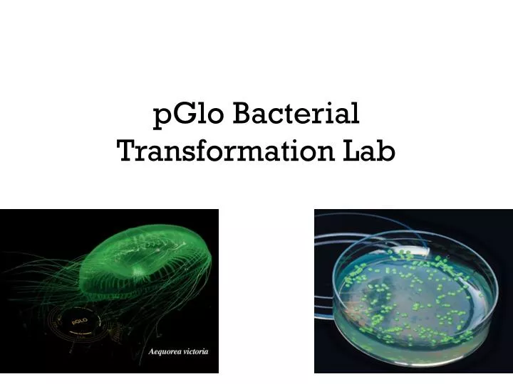 pglo transformation lab report pglo transformation lab report