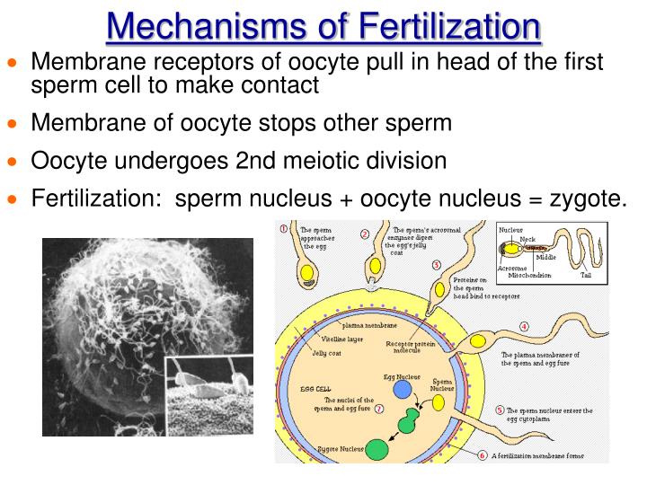 assess functionality sperm oocytes Mammalian to Christine young pornstar movies