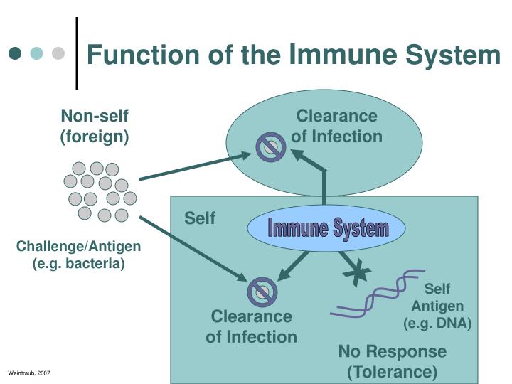 the functions of the immune system essay the functions of the immune system essay