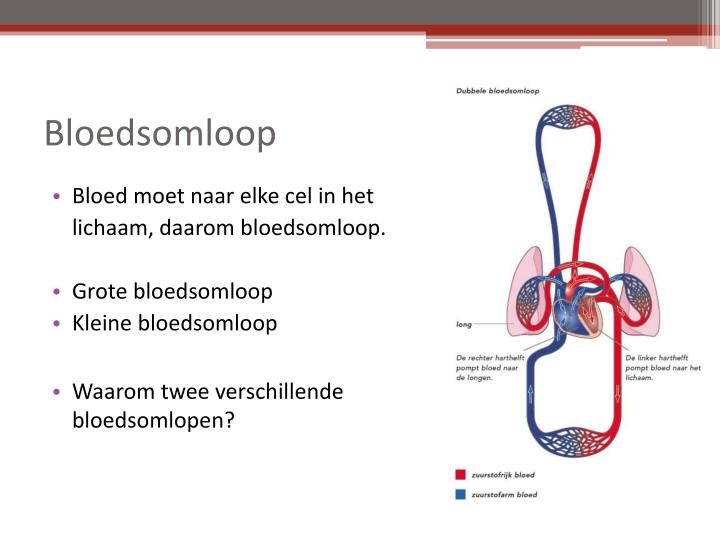 PPT - Bloedsomloop PowerPoint Presentation - ID:3928110
