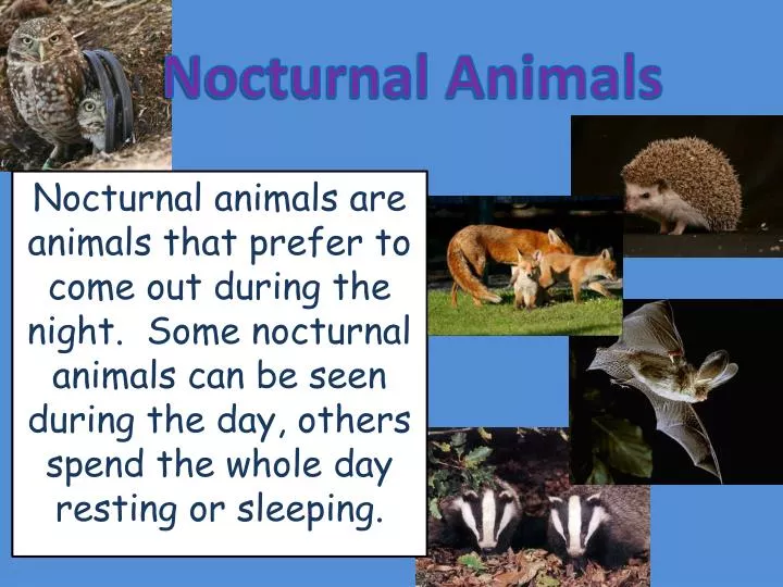 Movie Nocturnal Animals Online