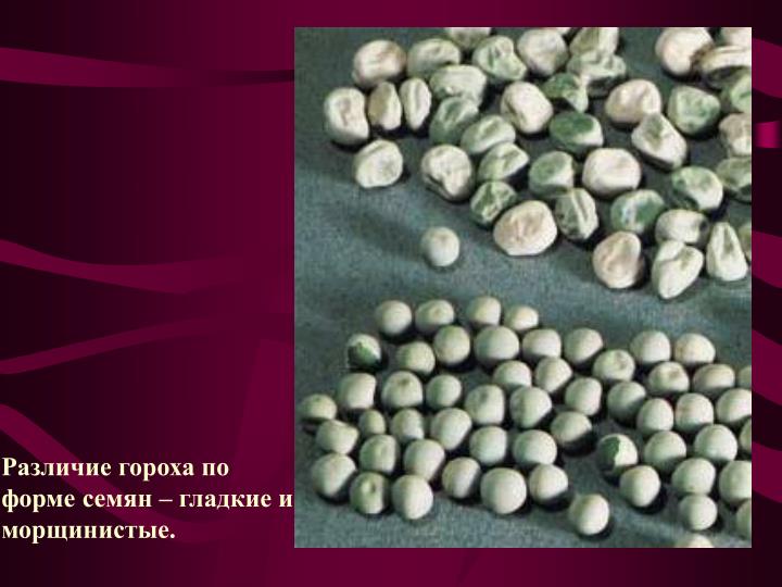 У гороха гладкие семена У гороха гладкие семена
