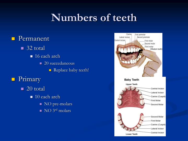 molar teeth numbers molar teeth numbers