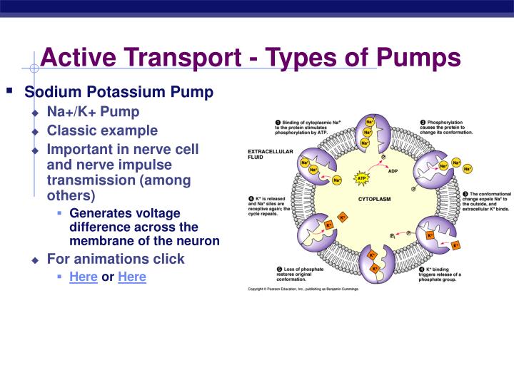 PPT The Cell Membrane AP Biology PowerPoint Presentation ID 3989879