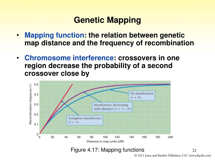 PPT - Chapter 4 Gene Linkage and Genetic Mapping PowerPoint 
