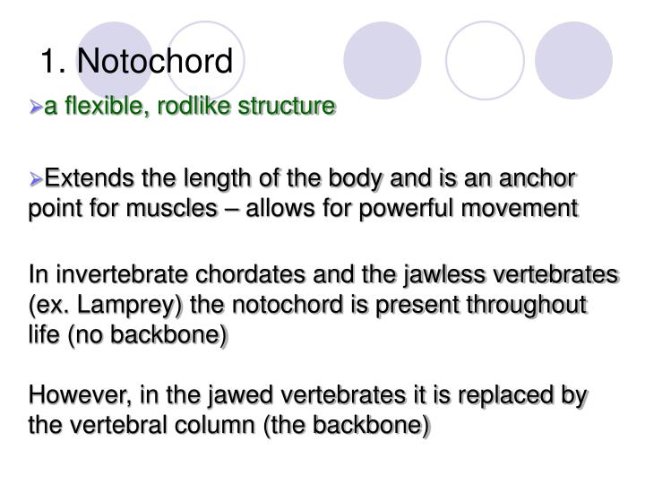 PPT - Phylum: Chordata PowerPoint Presentation - ID:4024002 PPT - Phylum: Chordata PowerPoint Presentation - ID:4024002