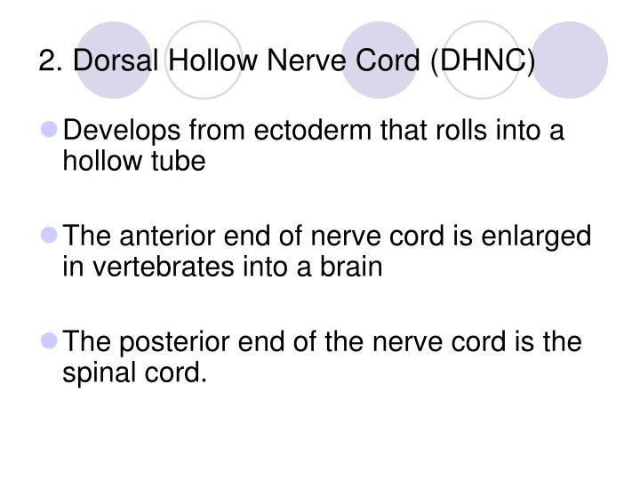 ppt-phylum-chordata-powerpoint-presentation-id-4024002