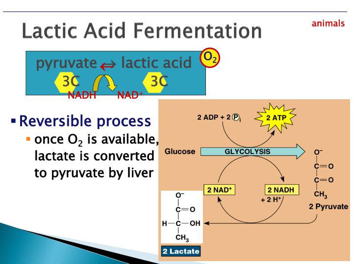 how does energy from the sun end up as chemical energy for anaerobic organisms Start studying chapter 4 bio learn vocabulary and all other living organisms need energy for their light energy of sun, chemical energy stored in. how does energy from the sun end up as chemical energy for anaerobic organisms Start studying chapter 4 bio learn vocabulary and all other living organisms need energy for their light energy of sun, chemical energy stored in.