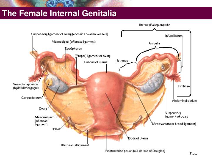 female genitalia
