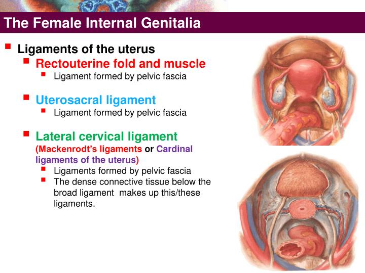 PPT - The Female External Genitalia PowerPoint Presentation - ID:4083712