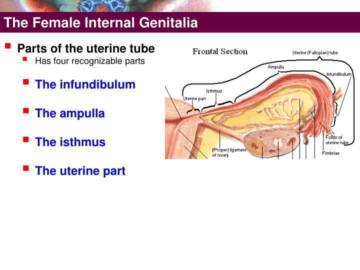 Ppt The Female External Genitalia Powerpoint Presentation Id 4083712