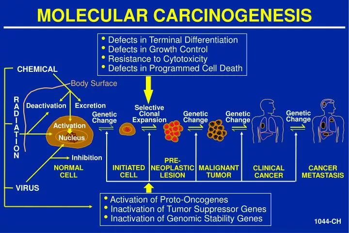 Breast canser and carcinogenesis