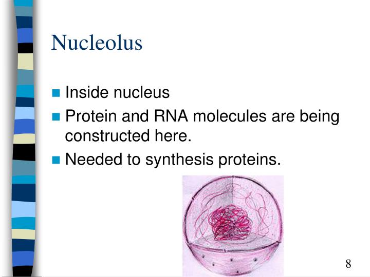 needed to synthesise a needed to synthesise a