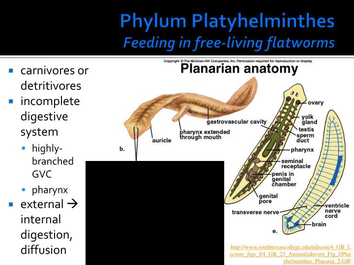 Phylum Platyhelminthes Diet