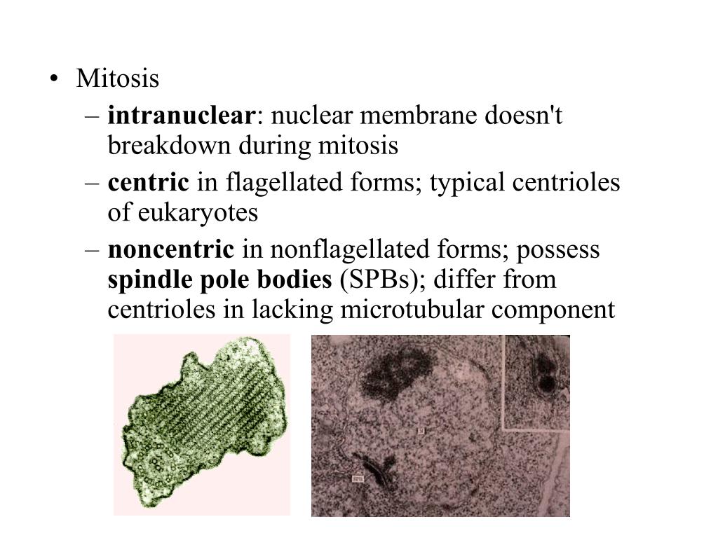 Ppt Introductory Mycology Cell Structures Powerpoint Presentation