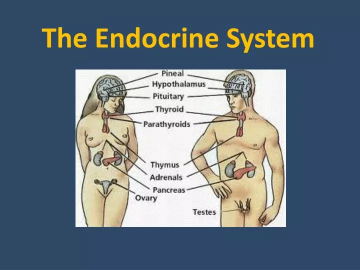 endocrine disruptors essay endocrine disruptors essay