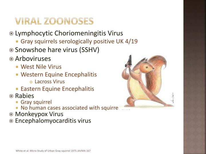 PPT - Squirrel Zoonoses PowerPoint Presentation - ID:4186297