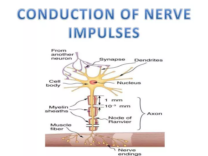 PPT - CONDUCTION OF NERVE IMPULSES PowerPoint Presentation - ID:4206308