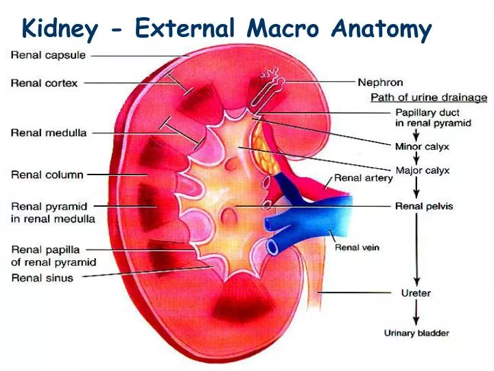 PPT - Kidney - External Macro Anatomy PowerPoint Presentation - ID:4207985