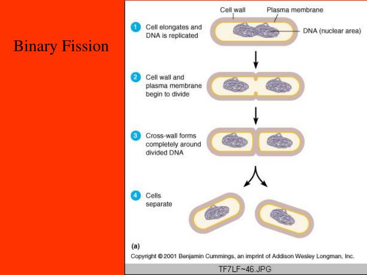 binary fission meaning binary fission meaning