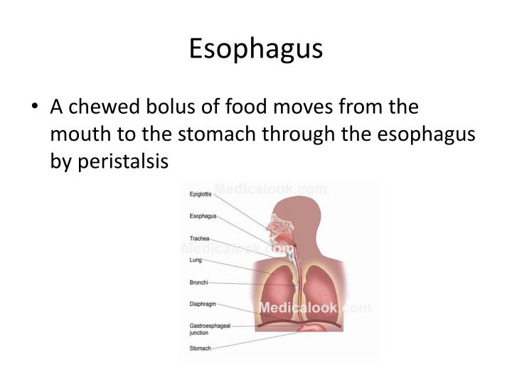 PPT - Digestive System PowerPoint Presentation - ID:4214200