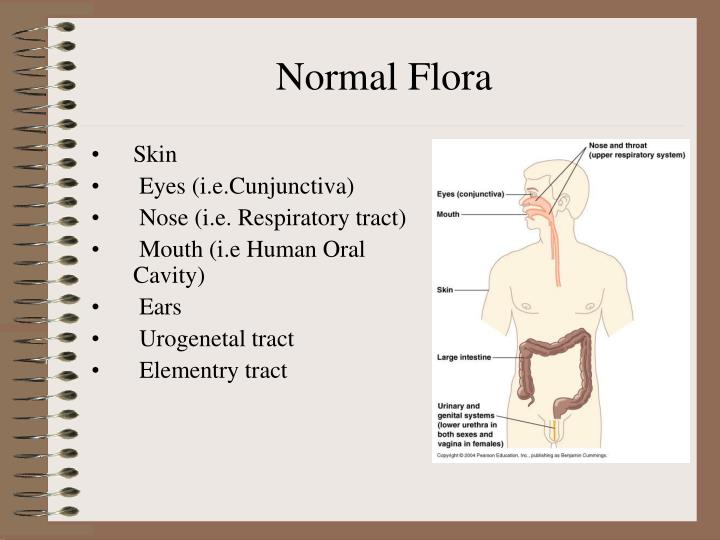 PPT - Normal Flora PowerPoint Presentation - ID:4214563