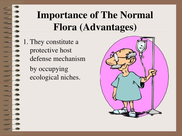 PPT - Normal Flora PowerPoint Presentation - ID:4214563