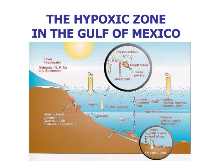 hypoxia in the gulf of mexico and Dead zones occur in many areas of the country, particularly along the east coast, the gulf of mexico, and the great lakes, but there is no part of the country or the world that is immune the second largest dead zone in the world is located in the us, in the northern gulf of mexico. hypoxia in the gulf of mexico and Dead zones occur in many areas of the country, particularly along the east coast, the gulf of mexico, and the great lakes, but there is no part of the country or the world that is immune the second largest dead zone in the world is located in the us, in the northern gulf of mexico.