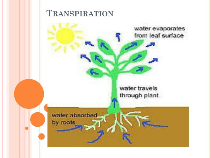 PPT - Lesson #6: Transpiration PowerPoint Presentation - ID:4273483