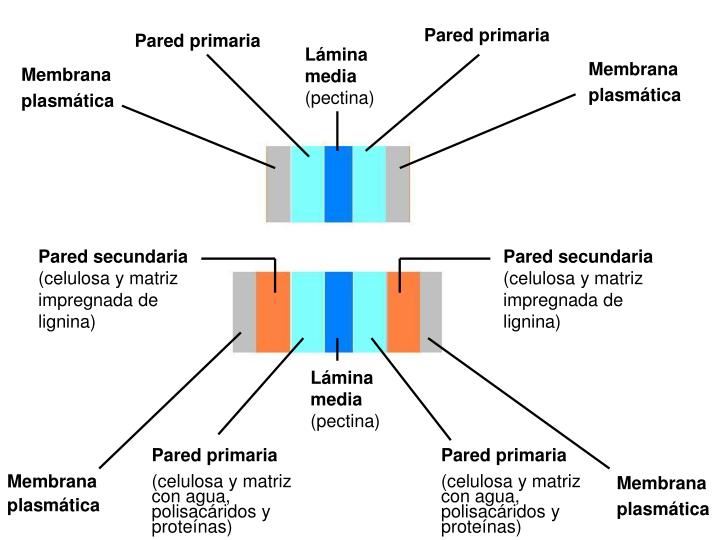 PPT - LA MEMBRANA PLASMÁTICA PowerPoint Presentation - ID:4273618