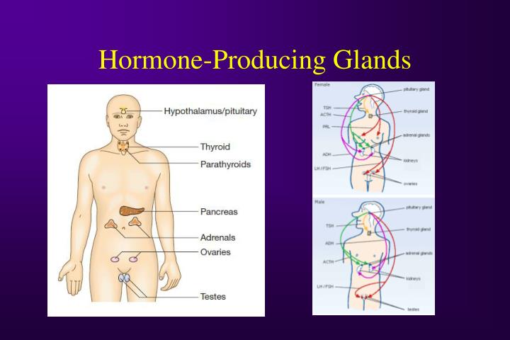 PPT - Neuroendocrine Tumours – Current Treatments PowerPoint