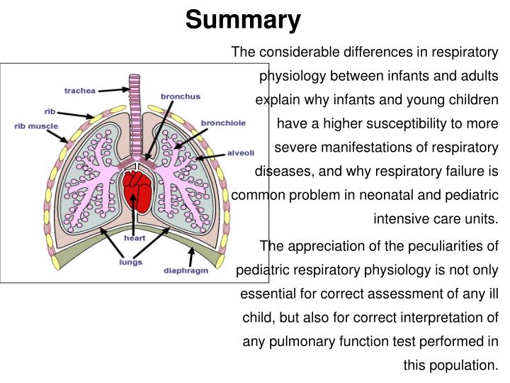anatomy of the respiratory system in children