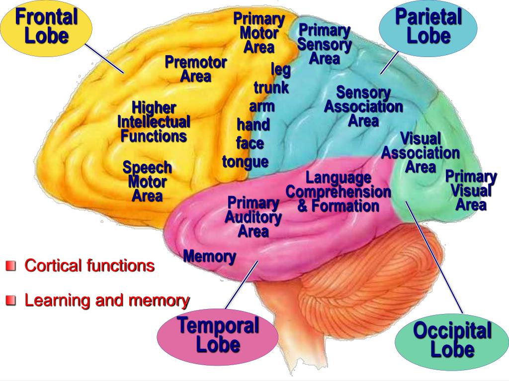 Ppt Cerebral Cortex Intellectual Functions Of The Brain Learning