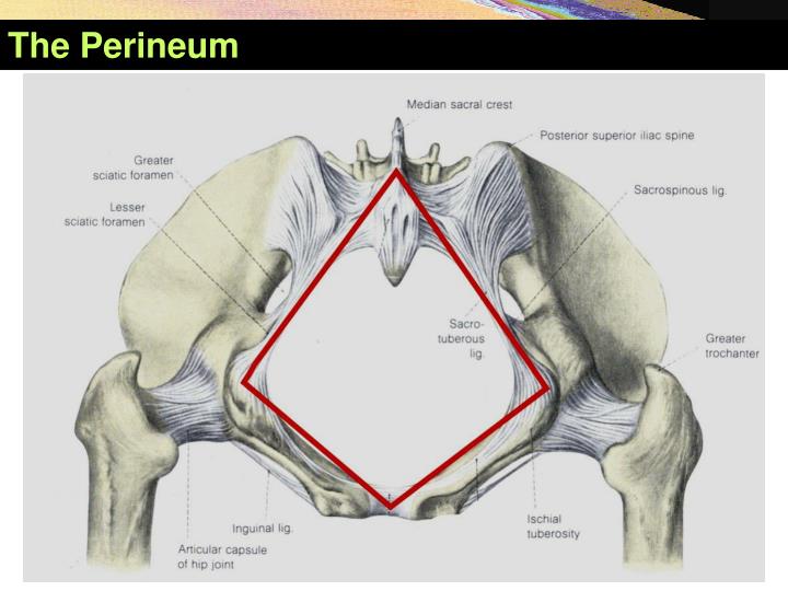 PPT The Perineum PowerPoint Presentation ID4302313