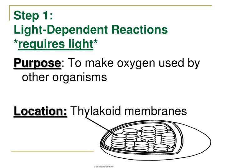 photosynthesis light reaction steps photosynthesis light reaction steps