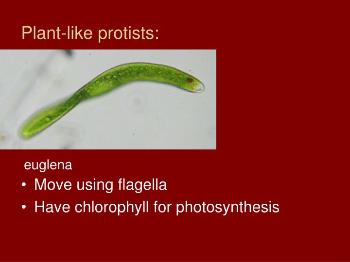 PPT Protists and Fungi PowerPoint Presentation ID4320429