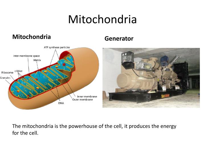 mitochondria analogy