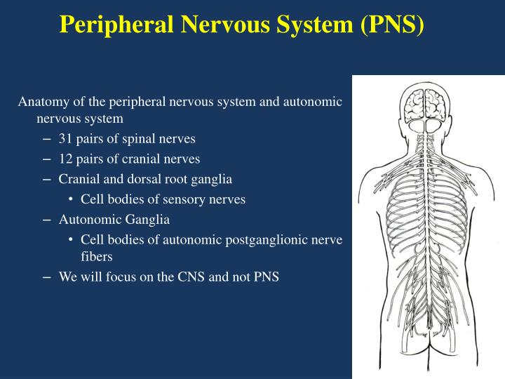 Ppt - Neuroanatomy Powerpoint Presentation